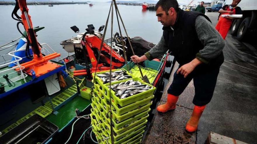 Un marinero descarga cajas de jurel en un puerto de la comunidad.