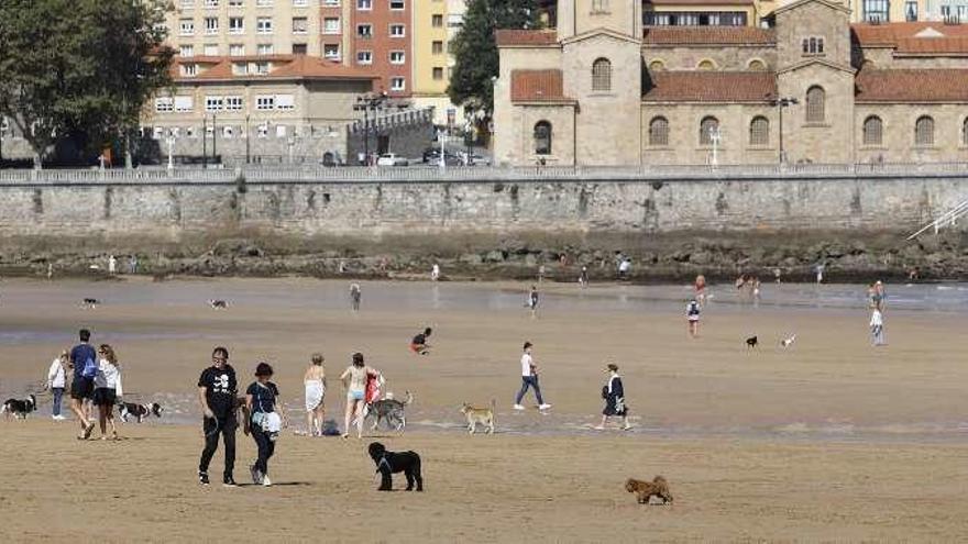 Vuelven los perros a la playa de San Lorenzo al acabar la temporada de baños