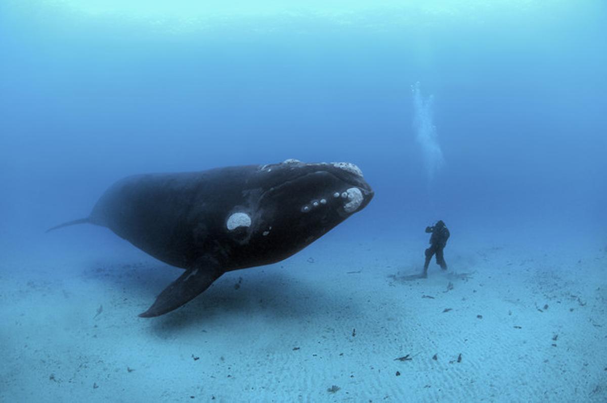 Un buceador y una ballena, frente a frente.