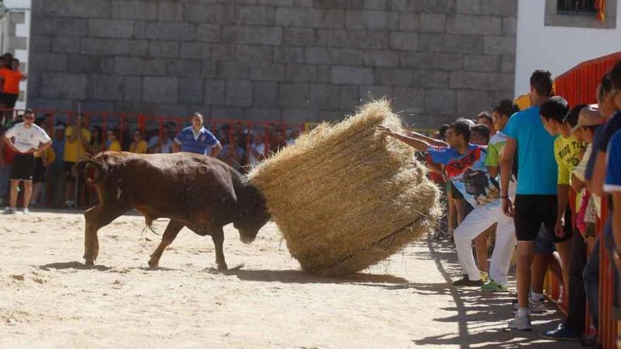 Un toro arremete contra un rodillo de paja.