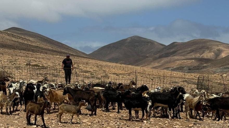 El Cabildo de Fuerteventura destina más de 2 millone para recuperar al sector primario