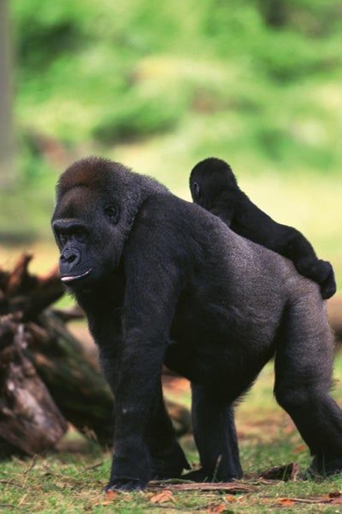Gorila del Parque de la Naturaleza de Cabárceno