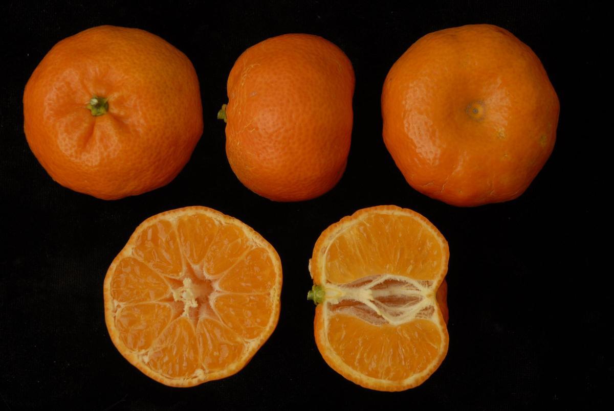 Mandarinas Vera cultivadas de foorma experimental por el IVIA.