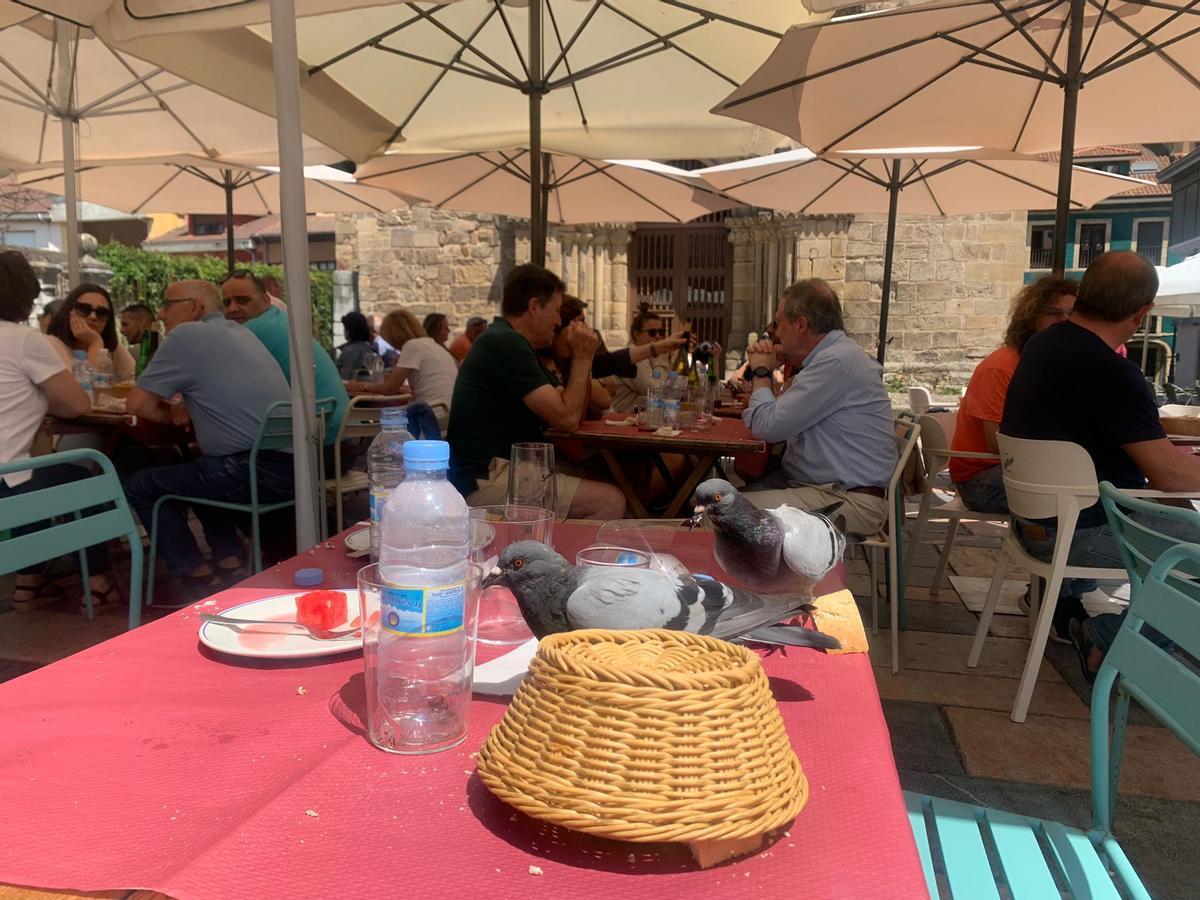 Palomas en una terraza de hostelería de la plaza del Carbayo.