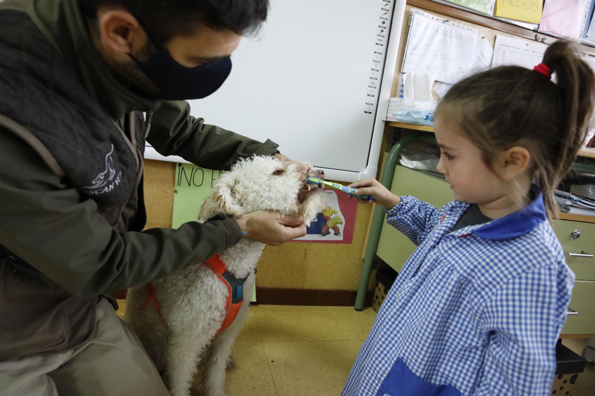 Los niños de Los Pericones aprenden en clase a lavarse los dientes con perros