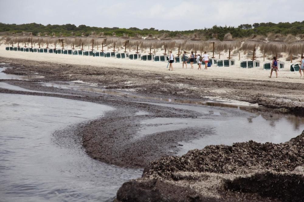 El GOB denuncia que se ha retirado posidonia de la playa de sa Ràpita con maquinaria