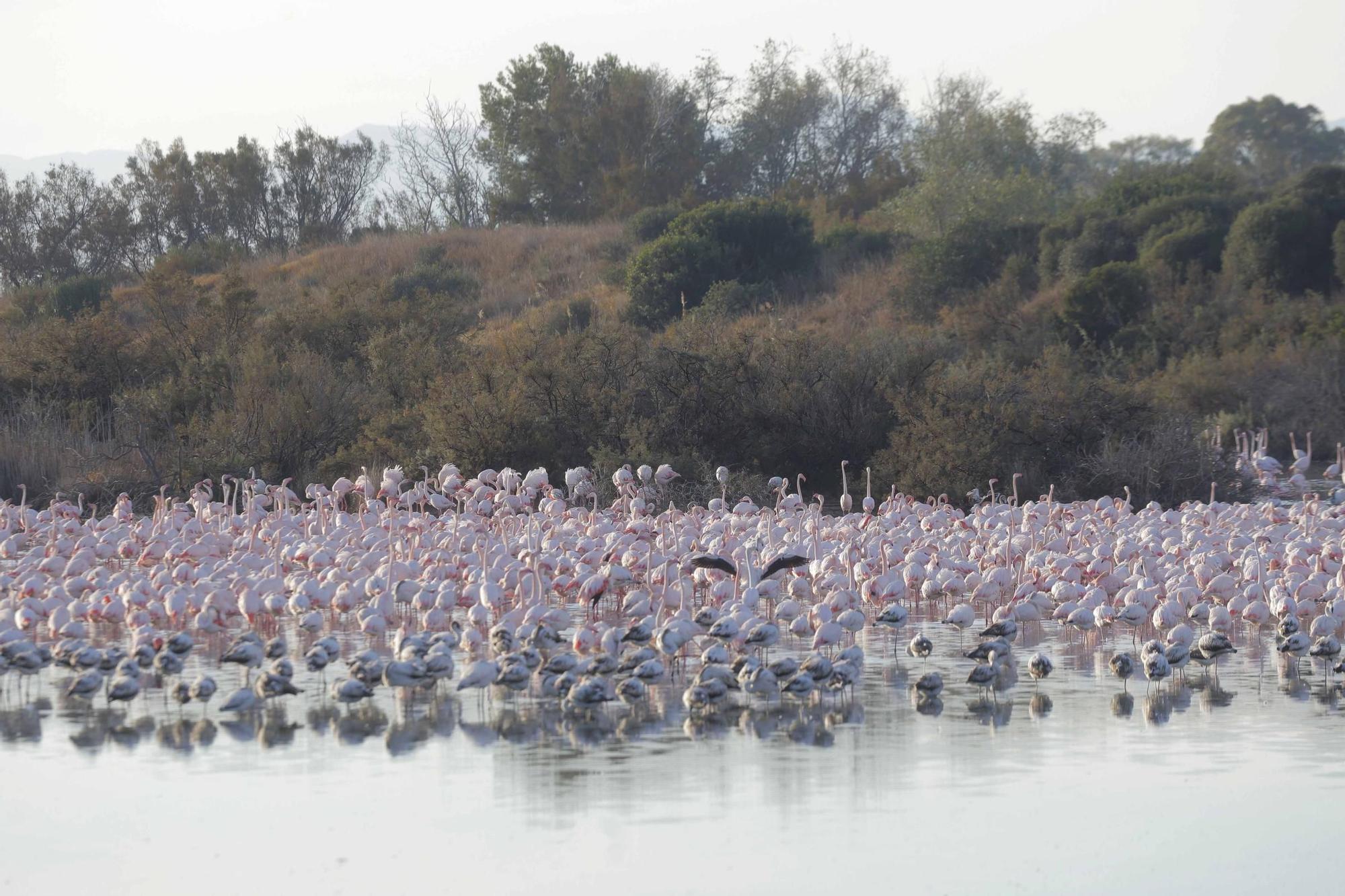 Los flamencos vuelven a L´Albufera para criar