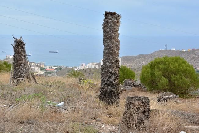 PALMERAL ENFERMO EN EL LAZO Y EL FONDILLO