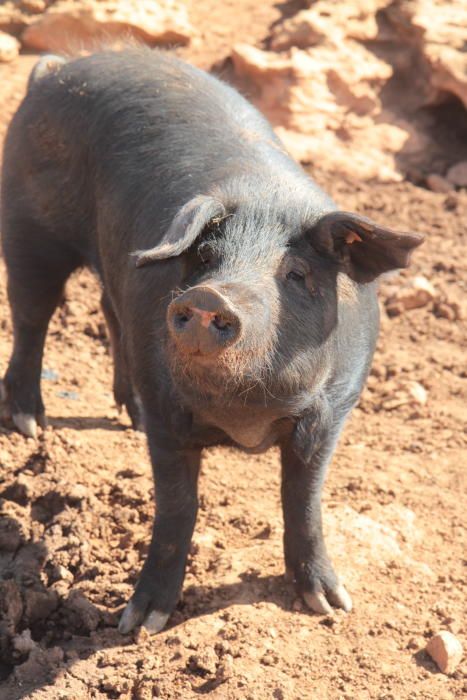 Die Schweine zur Wurst