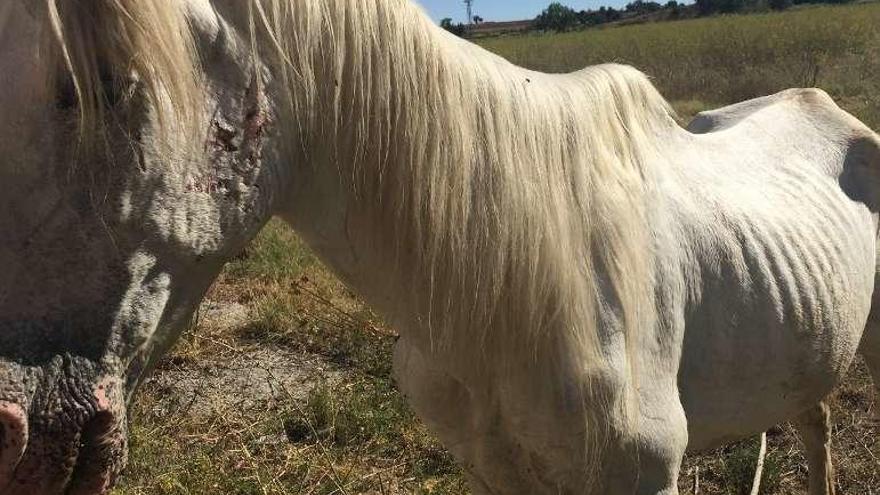 El caballo hallado en una finca a las afueras, desnutrido y enfermo.