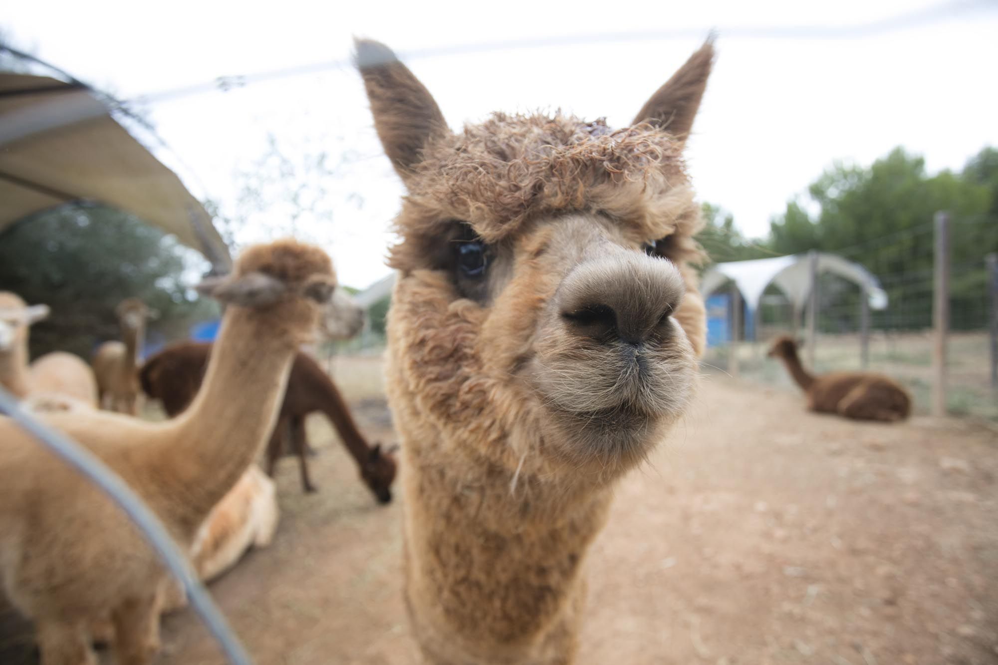 Granja de alpacas en Ibiza