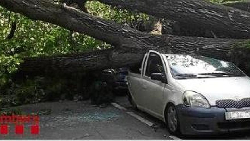 El tronc va impactar sobre dos dels vehicles que hi havia aparcats al carrer Esteve Monegal.