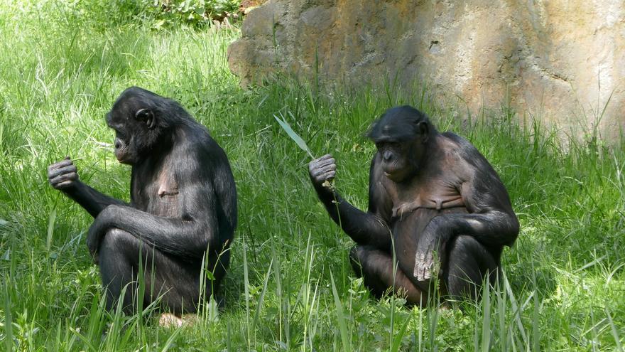 Descubren que las comunidades locales de chimpancés tienen ‘dialectos gestuales’