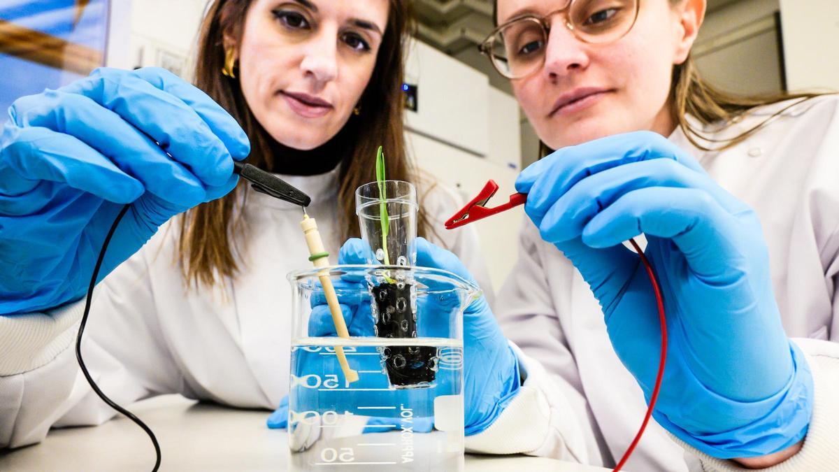 Eleni Stavrinidou y Alexandra Sandéhn conectan el eSoil a una fuente de baja energía para estimular el crecimiento de las plantas.