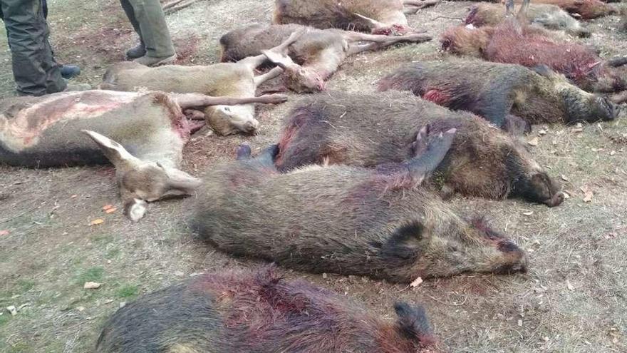 Ciervas abatidas en una montería próxima a la Sierra de la Culebra.