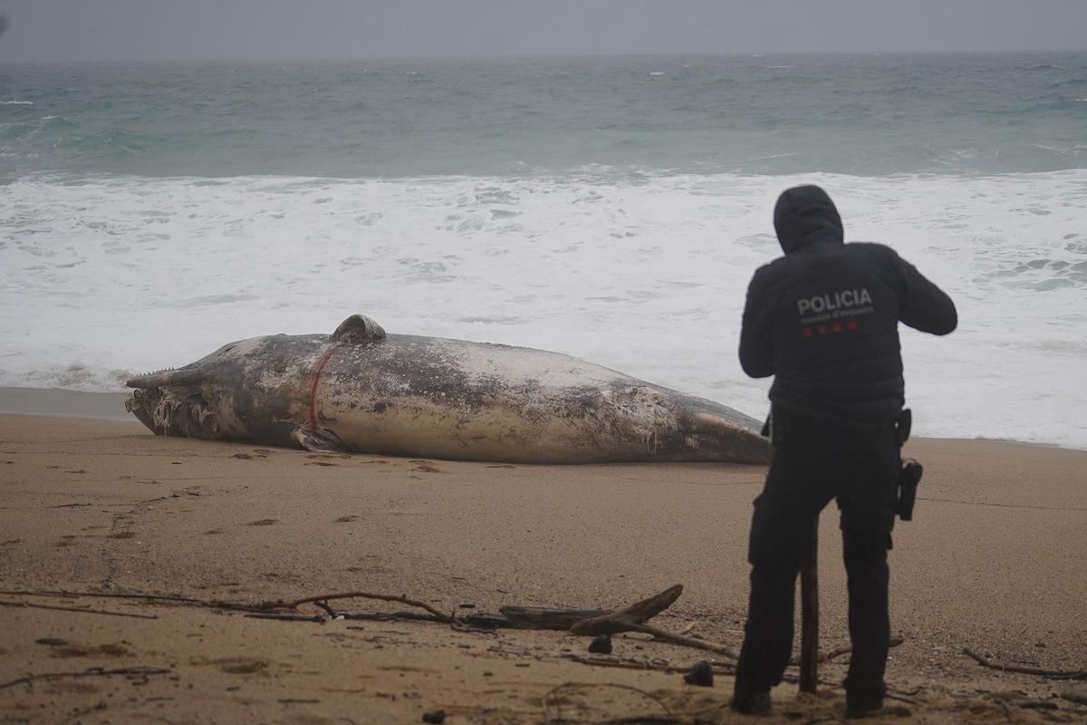 Imatges de la balena morta arrossegada pel temporal a la costa de Platja d'Aro