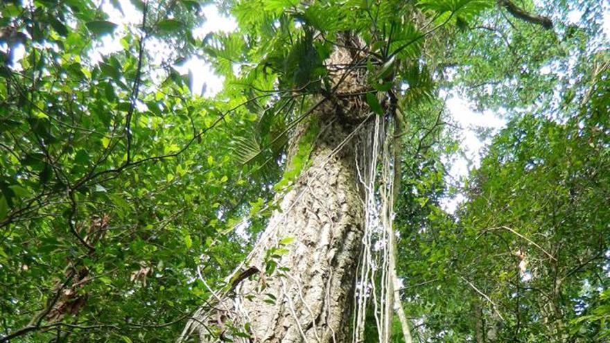 Salvar el planeta hectárea por hectárea