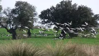 El censo de grullas en España de 2025 revela un descenso de 47.700 ejemplares por la gripe aviar