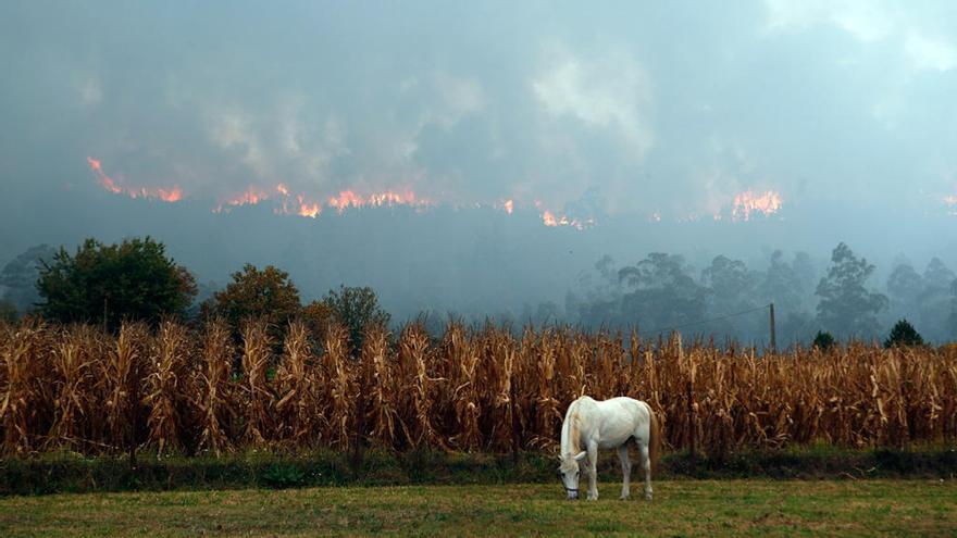 Imagen del incendio declarado en Pazos de Borbén // R.Grobas