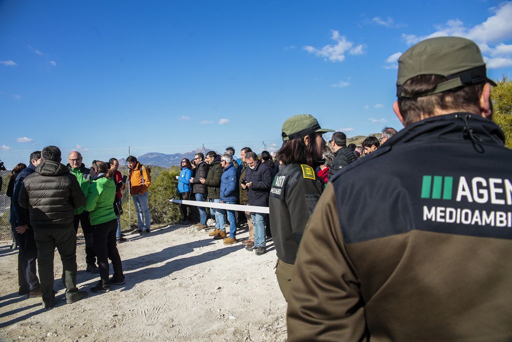 Las imágenes de la llegada de tres ejemplares de lince ibérico a las montañas de Lorca