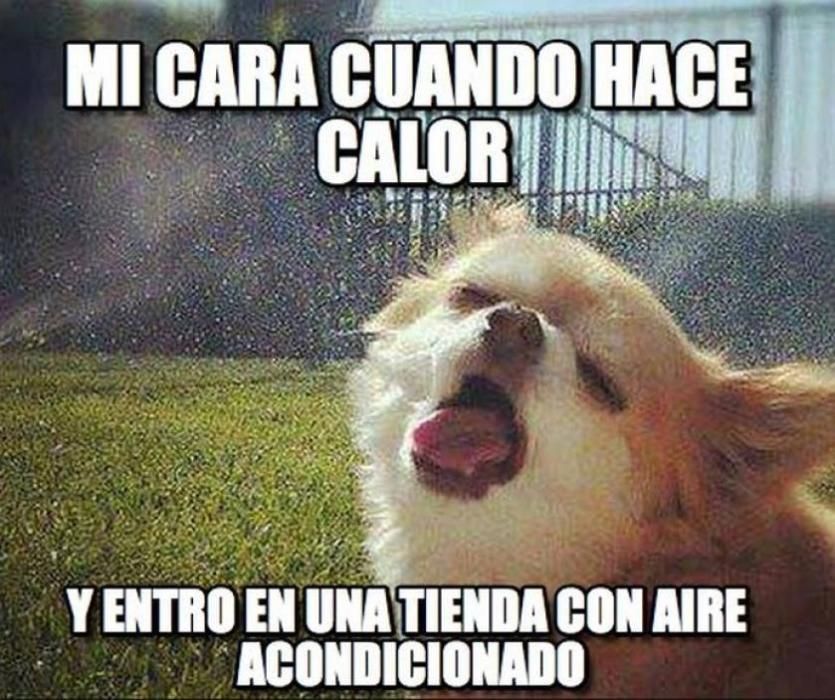 La fuerte ola de calor se hace meme en las redes