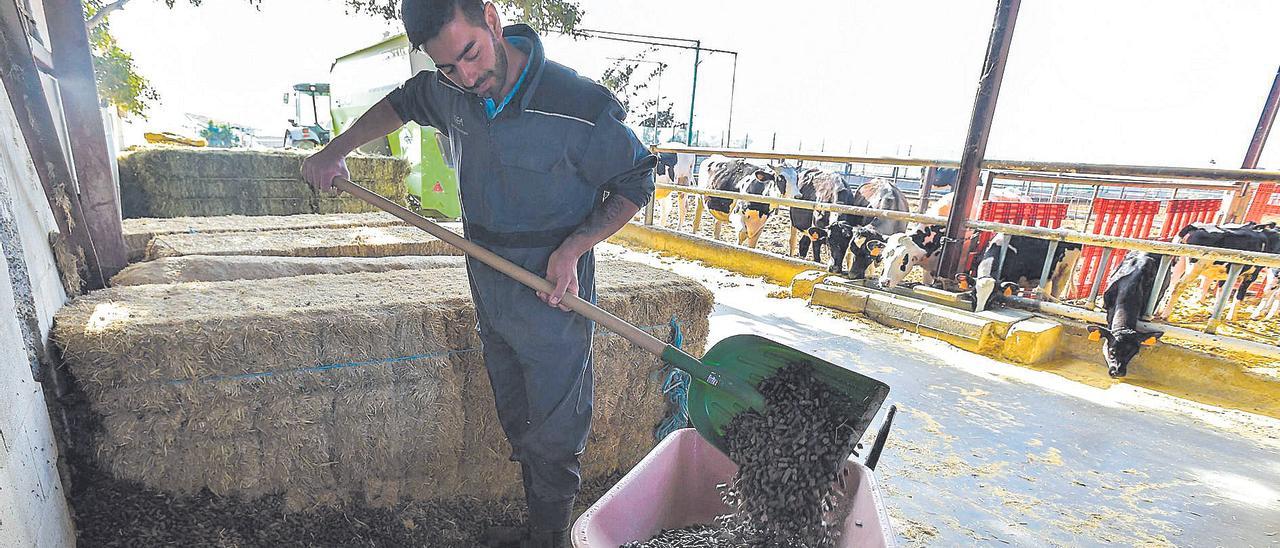 Uno de los titulares de una explotación ganadera de Ingenio prepara el pienso para el ganado, detrás de él.