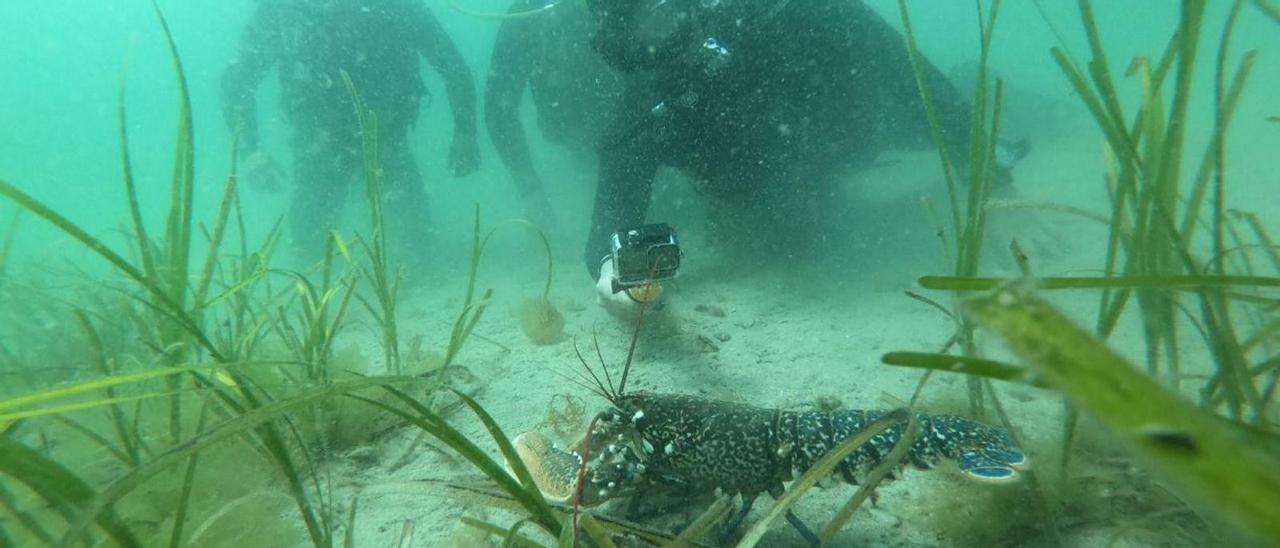 Ante un bogavante en el bosque de zostera en la ría en julio pasado.