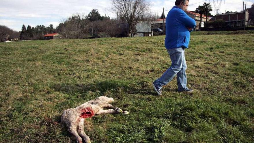 Un ternero recién nacido, víctima del lobo, el pasado sábado, en una finca de Callobre. // Bernabé/Luismy