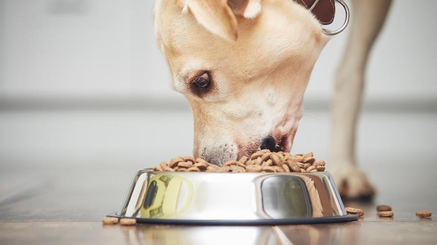 El mejor pienso para perros es este: lo dice la OCU