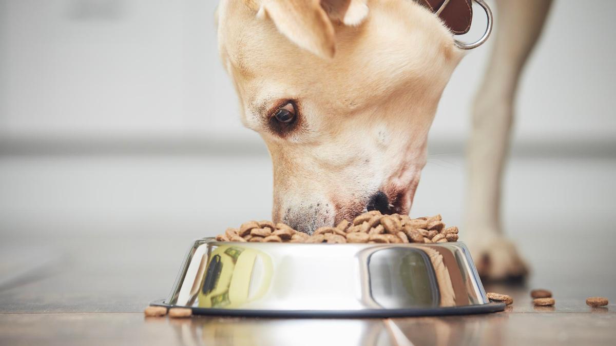 La OCU publica cuál es el mejor pienso para perros.