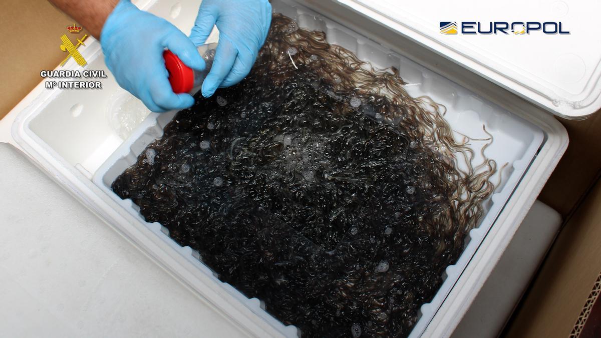 Angula incautada en Aguinaga.