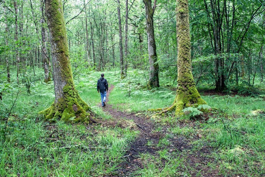 Bosque de Brocelandia, Bretaña, Francia