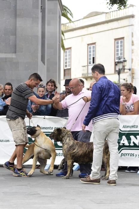 Celebración del I Certamen Nacional de perro ...