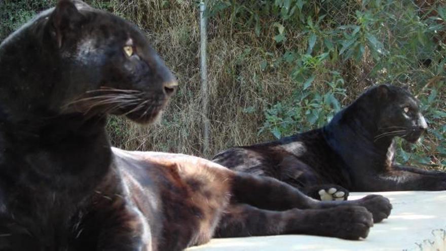 Dos panteras negras que estaban recogidas en el centro de recuperación del Arca de Noé.