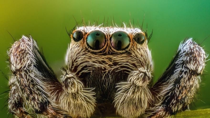 Ojos de una especie de araña