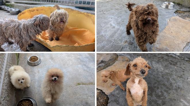 La evolución de los perros incautados en un criadero de Gijón, en imágenes