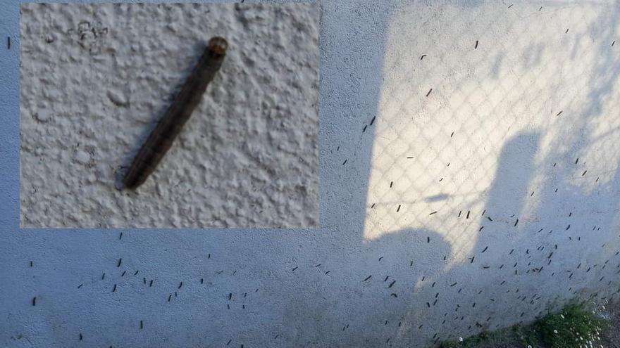 Una pared barcalesa repleta de gusanos y detalle de uno de los ejemplares.