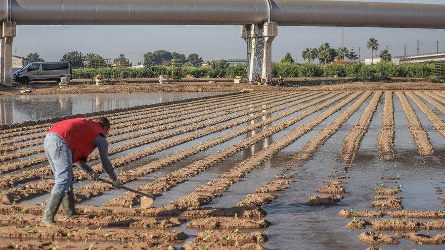 La CHS multará a los regantes de la Vega Alta que restan del Segura caudales a la huerta tradicional de la Vega Baja y Elche