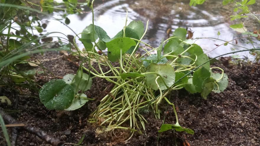 Acció Climàtica treballa per la recuperació del capell d&#039;aigua a l&#039;Albera que es troba en perill d&#039;extinció