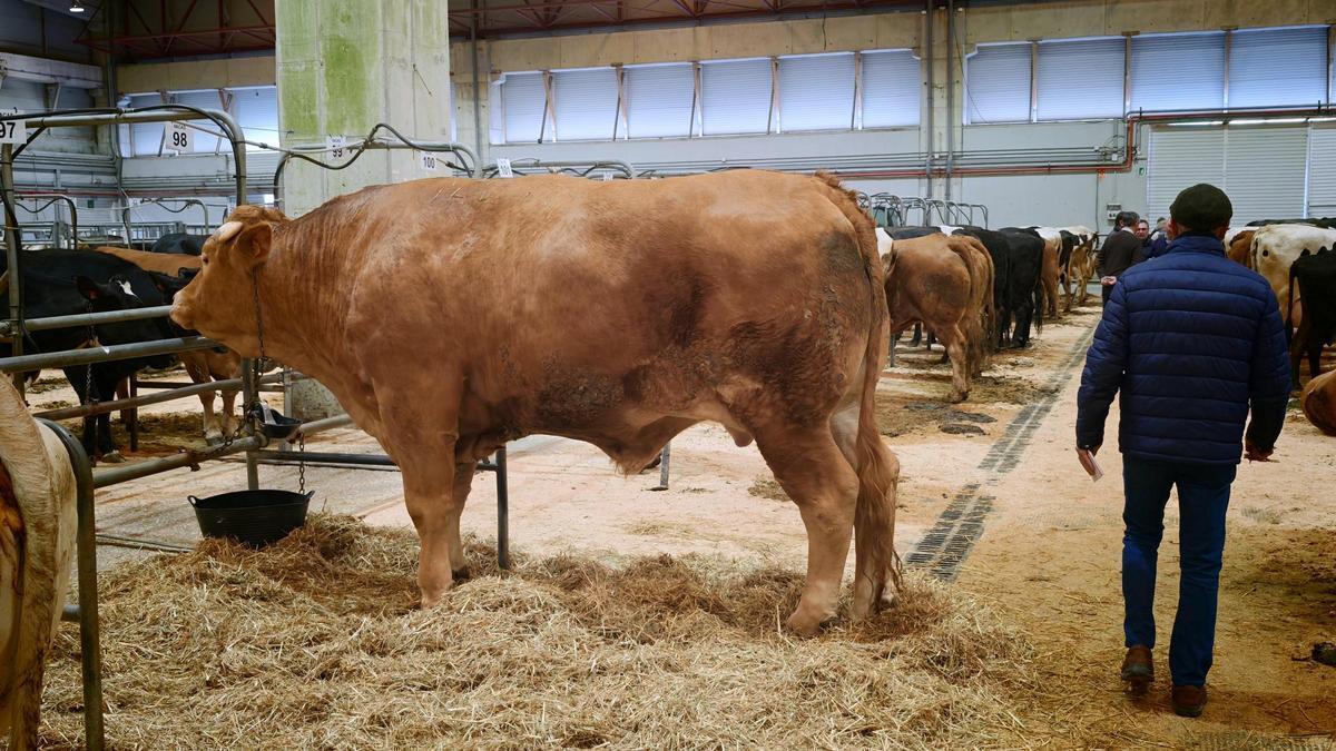 BUEY RÉCORD GALICIA | El buey criado en Val do Dubra que hizo historia en el mercado de Silleda: precio récord de más de 10.000 euros