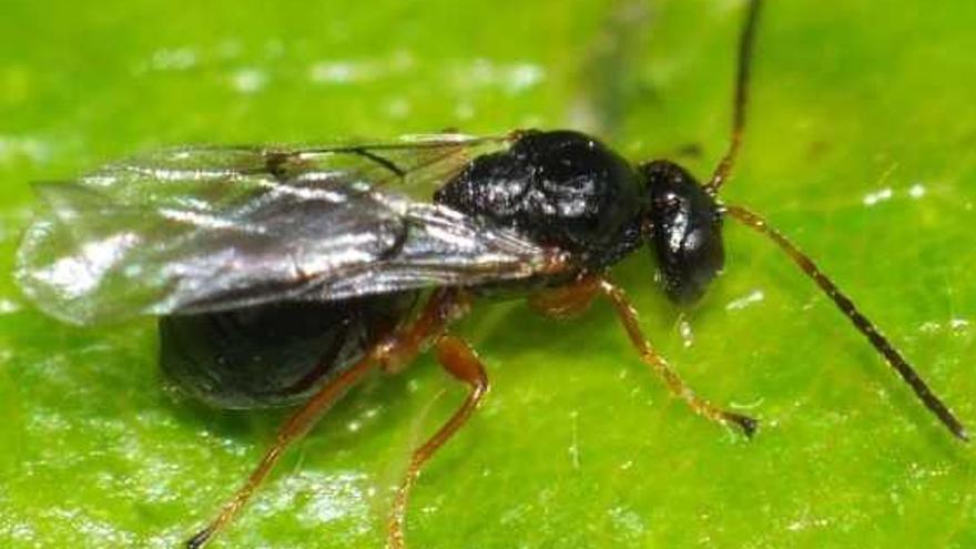 El ejército biológico al auxilio del monte