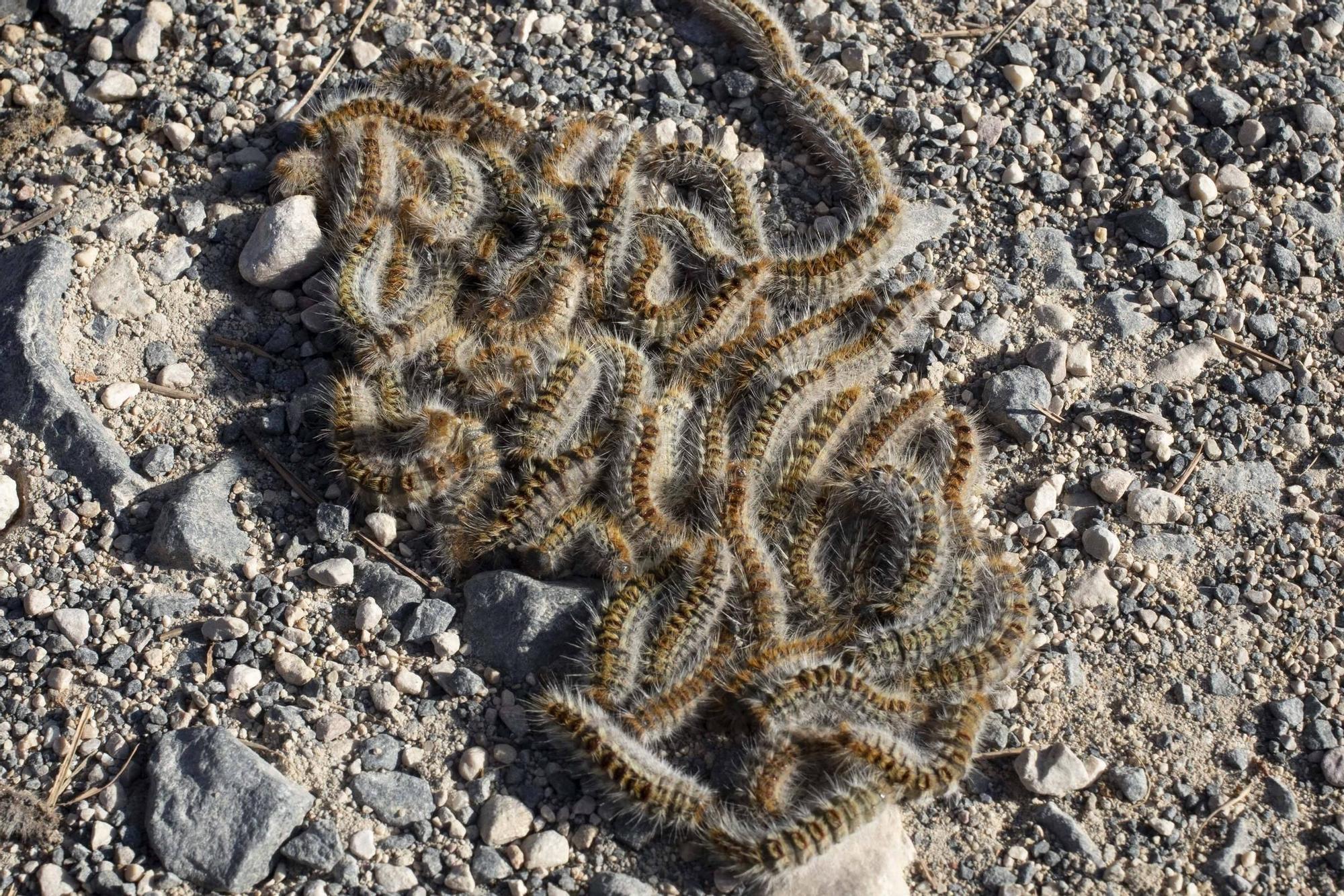 La procesionaria, una plaga que se expande en las zonas naturales