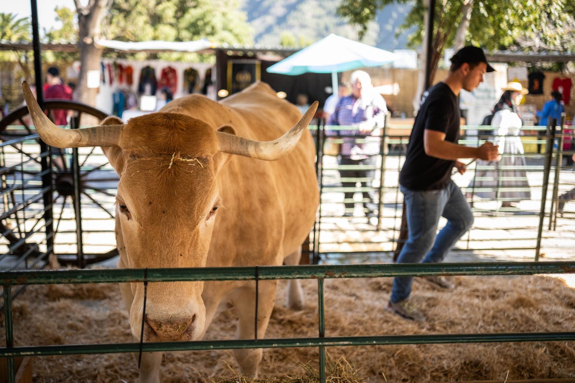 Feria del Queso en Pinolere