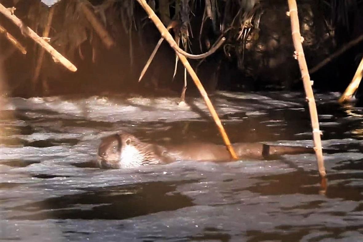 La nutria localizada en el Parc Fluvial del Besòs en diciembre de 2020.