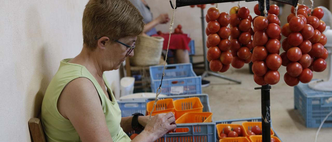 Ramallet-Tomaten