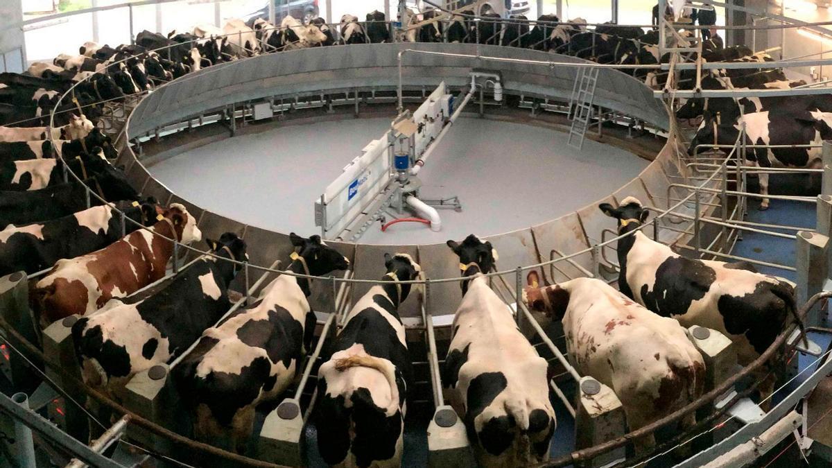 SUBVENCIONES A LA CARNE | Denuncian que la UE subvenciona 580 veces más la carne que los alimentos vegetales, pese a su impacto climático