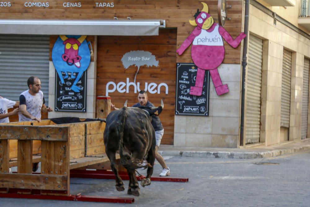 Encierro de toros en Castalla