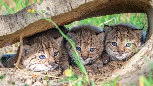 Nacen los primeros cachorros de lince ibérico en libertad en el Cerrato Palentino