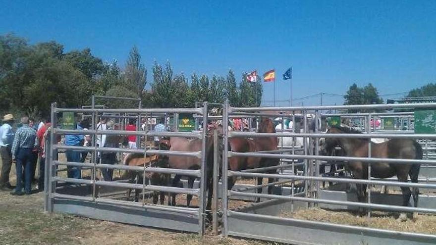 Ejemplares selectos en la exposición ganadera de El Cubo