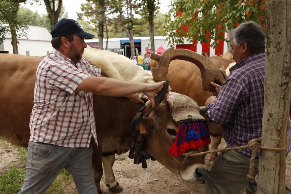 Arrastre de bueyes y cata a ciegas en Agropec